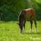 Organifer - Weidegraszaad Meadow – Voor Paarden en Kleinvee (20x = 300 kg voor 6 ha)