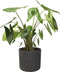 Elho B.for Soft Rond 35 - Bloempot voor Binnen - 100% Gerecycled Plastic - Ø 34.5 x H 32.3 cm - Antraciet