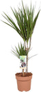 Goed & Groen - Combipakket - Dracaena Surculosa, Bicolor, Golden Coast en Marginata -↨ 80cm - Potmaat 17 - Kwaliteit Planten - Kamer Plant - Kamerplanten - Sfeer