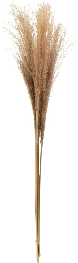 J-Line Droogbloemen Droogboeket - Bundel Pluim Pampas Naturel