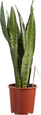 Sanseveria, vrouwentong - Set van 2 - Fachjan - Groene Plant- Hoogte 65 cm