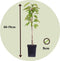 Plant in a Box - Mix van 4 zuilvormige fruitbomen - Prunus - Pyrus - Malus - Pot 9cm - Hoogte 60-70cm