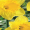 2 stuks - JUB - Narcissus grootkronig geel 35 bollen