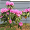 Rhododendron Roseum elegans | Rhododendron 'Roseum elegans' | Bomenbezorgd.nl