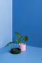 Ototo Blossom Bloemstandaard (set Van 2)