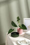 Ototo Blossom Bloemstandaard (set Van 2)