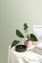Ototo Blossom Bloemstandaard (set Van 2)