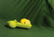 Ototo Lemongator - citruspers
