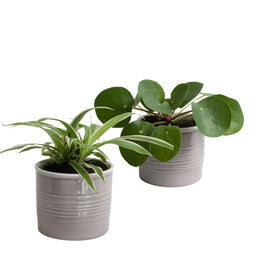 Set Pannenkoekplant en Graslelie in keramiek (grijs) ↨ 20cm - 2 stuks - hoge kwaliteit planten