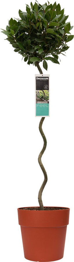 Goed & Groen - Decorum Laurus nobilis (in spiraalvorm) in ELHO Vibia sierpot voor buiten -↨ 120cm - Potmaat 30cm - Kwaliteit Planten - Tuin Plant - Tuinplantenplanten - Sfeer