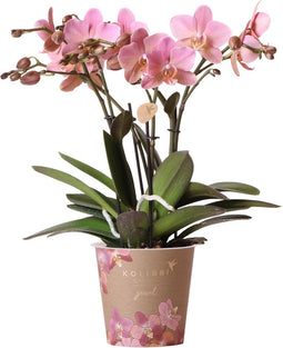 Oudroze Phalaenopsis orchidee - Jewel Treviso - potmaat Ø12cm -