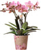 Oudroze Phalaenopsis orchidee - Jewel Treviso - potmaat Ø12cm -