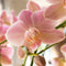 Oudroze Phalaenopsis orchidee - Jewel Treviso - potmaat Ø12cm -