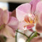 Oudroze Phalaenopsis orchidee - Jewel Treviso - potmaat Ø12cm -