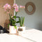 Oudroze Phalaenopsis orchidee - Jewel Treviso - potmaat Ø12cm -