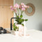 Oudroze Phalaenopsis orchidee - Jewel Treviso - potmaat Ø12cm -