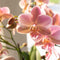 Oudroze Phalaenopsis orchidee - Jewel Treviso - potmaat Ø12cm -