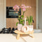 Oudroze Phalaenopsis orchidee - Jewel Treviso - potmaat Ø12cm -