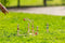 Outdoor Play Ringwerpspel - Speelgoed - Inclusief 5 ringen - Mooie houten set - Ring toss game