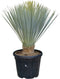 Gewone palmlelie Yucca rostrata h 70 cm st. h 12,5 cm