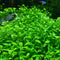Eg glossostigma elatinoides nr43