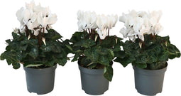 Plant in a Box - Cyclamen persicum 'Metis White' - Set van 3 - Perzische cyclaam - Pot 9cm - Hoogte 10-20cm