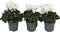 Plant in a Box - Cyclamen persicum 'Metis White' - Set van 3 - Perzische cyclaam - Pot 9cm - Hoogte 10-20cm