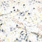 Overhemdjurk van viscose met grafische print