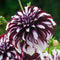 Plant in a Box - Dahlia 'Tartan' - set van 3 - zomerbloeiers - dahliaknollen - tuinbloemen - Roze/Paars