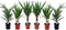 Plant in a Box - Mix van 6 Palmen - Kamerplanten - Phoenix - Yucca Washingtonia - Pot 14cm - Hoogte 50-70cm