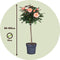 Plant in a Box - Rosa Palace 'Catherine' - Stamroos XL - Kleine boom - Oranje - Potmaat 19 cm - Hoogte 80-100 cm