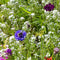 OwnGrown - Bijenweide-bloemenmix: 100 g premium bijenzaden voor kleurrijke hommel- en bijenweiden - bijenvriendelijke bloemzadenmix - bloemenweidezaden - eenjarig en meerjarig
