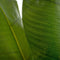 Decoratieve plant Polyethyleen Bananenplant 93 x 90 x 190 cm