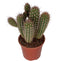 Pilosocereus gounelii ↨ 50cm - hoge kwaliteit planten