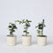 Plant in a Box - Mix van 6 Passiflora - Passievrucht - Klimplant - Pot 9cm - Hoogte 25-40cm