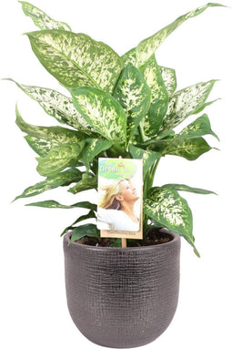 Dieffenbachia 'Compacta' in sierpot Mira (zwart) ↨ 50cm - hoge kwaliteit planten