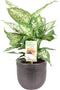 Dieffenbachia 'Compacta' in sierpot Mira (zwart) ↨ 50cm - hoge kwaliteit planten