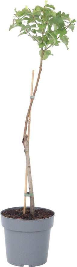 Plant in a Box - Prunus Armeniaca 'Abrikozenboom' - Fruitboom - Pot 21cm - Hoogte 90-100cm