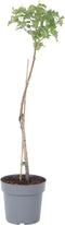 Plant in a Box - Prunus Armeniaca 'Abrikozenboom' - Fruitboom - Pot 21cm - Hoogte 90-100cm