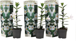 Plant in a Box - Dipladenia sanderii - Set van 3 - Witte tuinplant - Pot 9cm - Hoogte 25-40cm