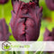 Plant in a Box - Tulipa Black Parrot - Bloembollen x21 - parkiettulp - Donker paars