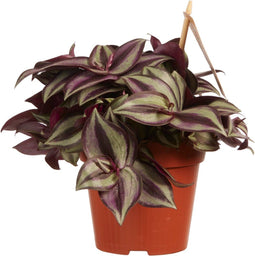 Goed & Groen - Tradescantia zebrina 'Purpusii' - ↨ 10cm - Potmaat 12 - Exclusieve Kwaliteit Planten - Kamer Plant - Kamerplanten - Sfeer - Interieur