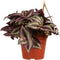 Goed & Groen - Tradescantia zebrina 'Purpusii' - ↨ 10cm - Potmaat 12 - Exclusieve Kwaliteit Planten - Kamer Plant - Kamerplanten - Sfeer - Interieur