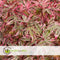 Plant in a Box - Acer palmatum 'Shirazz' - 2x - Japanse Esdoorn - Winterhard - Tuinplant - Pot 19cm - Hoogte 50-60cm