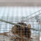Gardigo Live Mouse Trap Niet dodelijke val Functies: Lokstof 1 stuk(s)