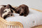 OYOY Hondenkussen - Large - 207 Mellow - Kyoto Dog Cushion