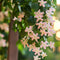 Plant in a Box - Trachelospermum jasminoides 'Pink Showers' - Jasmijn XL - Winterharde klimplant - Pot 17cm - Hoogte 110-120cm
