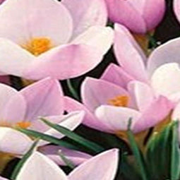 5 stuks - JUB - Crocus sieberi Firefly 15 bollen