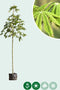 Paardenkastanje Aesculus hippocastanum h 350 cm st. omtrek 12 cm