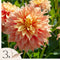 Plant in a Box - Dahlia Tyrell - Set van 3 - Dahliaknollen Dinner-plate - Prachtige zomerbloeier - Bloembollen